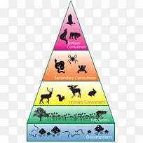 生物多样性消费生态系统生态金字塔-食物下巴