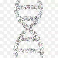 核酸双螺旋：DNA载体结构的发现