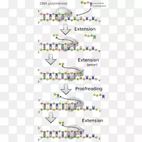 DNA聚合酶-DNA复制酶-逆转录酶抑制剂