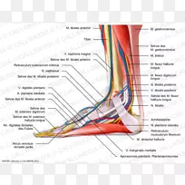 肌肉神经肌肉系统足人体解剖臂