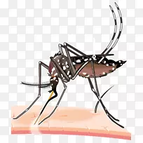 2015年-16寨卡病毒流行性黄热病登革热蚊虫病