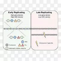 复制源识别的dna复制时间来源复杂细胞非编码dna