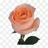 花园玫瑰，蜈蚣玫瑰，花玫瑰，月季，粉红色-橙色