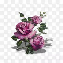 紫色薰衣草紫丁香花园玫瑰花-紫色