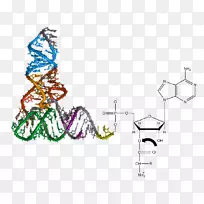 氨基酰基-tRNA转移RNA氨基酰基tRNA合成酶氨基酰化氨基酸