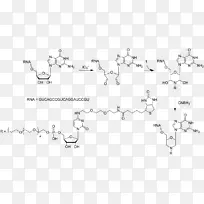 尿苷单磷酸尿苷二磷酸腺苷单磷酸核酶
