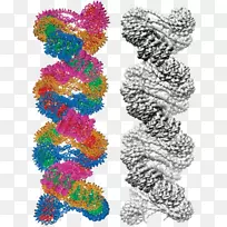 染色质核酸双螺旋低温电子显微镜染色体科学