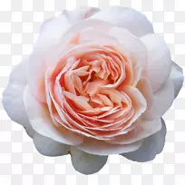 花旧玫瑰和英国玫瑰蓝玫瑰花蕾-花