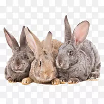 豚鼠家养兔群摄影欧洲兔-兔