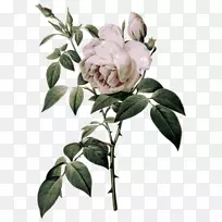 蔷薇植物插图植物艺术花