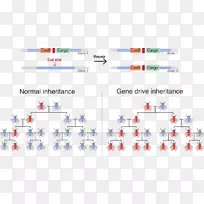 基因驱动基因工程CRISPR遗传学