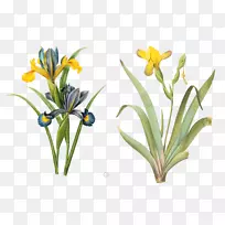 最美丽的花朵皮埃尔-约瑟夫·瑞杜(1759-1840)植物学花