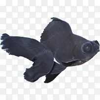 黑色望远镜观赏鱼