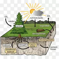 养分循环土壤碳循环生态系统-自然环境