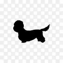 犬种丹迪丁蒙猎犬澳大利亚猎犬爱雷德猎犬伴犬-小狗