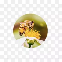 蜜蜂花粉害虫