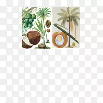 植物学插图椰子植物-椰子