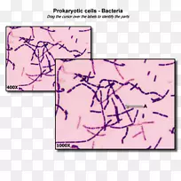 细菌细胞结构原核细胞质细胞器