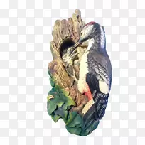 啄木鸟木器鸟森林公园博森冰川鸟