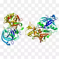 β-分泌酶1淀粉样前体蛋白分泌酶淀粉样β