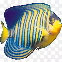 热带鱼黄蓝鱼