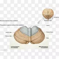 小脑后颅窝脑干大脑皮层-脑