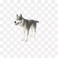 微型西伯利亚哈士奇塔米克犬加拿大爱斯基摩犬萨哈林哈士奇东西伯利亚莱卡