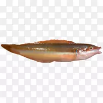 北红鳍鱼地中海彩虹鱼地中海海鱼