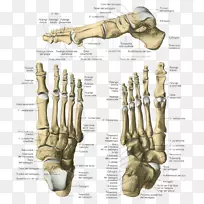 指骨足人体解剖-骨骼