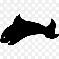 胡须猫海洋狗猫