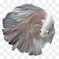 暹罗斗鱼库里泥鳅水族馆鱼翅