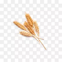 普通小麦砧木摄影穗食品谷类作物穗