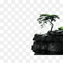 树桌面壁纸松树壁纸