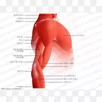 肱三头肌