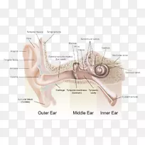 听2生活听力中心-查尔文耳解剖外耳-耳