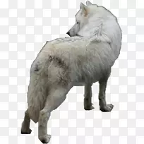 捷克斯洛伐克狼狗阿拉斯加冻原狼北极狼-狼