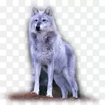 狼、土狼、阿拉斯加冻原狼-狼