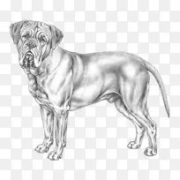 犬种，波尔多犬，狗，阿根廷狗-阿根廷