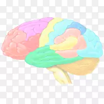 大脑组织：(色)-大脑