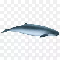普通宽吻海豚图库溪粗齿海豚短喙普通海豚批发