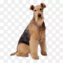 爱雷德猎犬贝丁顿犬小猎犬秋田威尔斯猎犬-小狗