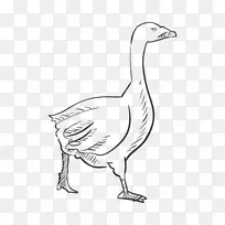 鹅鸭画甘索素描-鹅