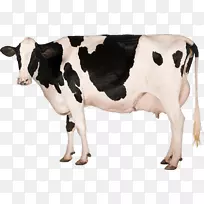 牛乳蛋白超食牛营养奶