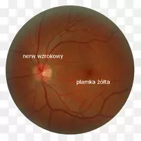 视网膜黄斑锥细胞杆细胞-眼