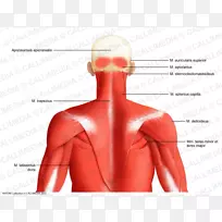 颈、头、颈后三角解剖人体肌肉背阔肌