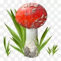 蘑菇菌类平菇剪贴画-蘑菇