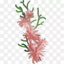 海藻植物РастительныймирРоссии-植物