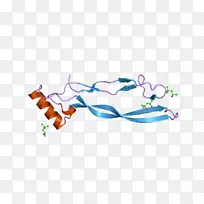 gdf 5 gdf 11生长分化因子蛋白基因