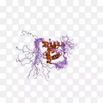 mapre 3基因微管相关蛋白RP/EB家族成员3