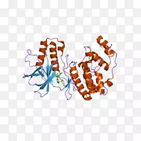 MAPK 1丝裂原活化蛋白激酶